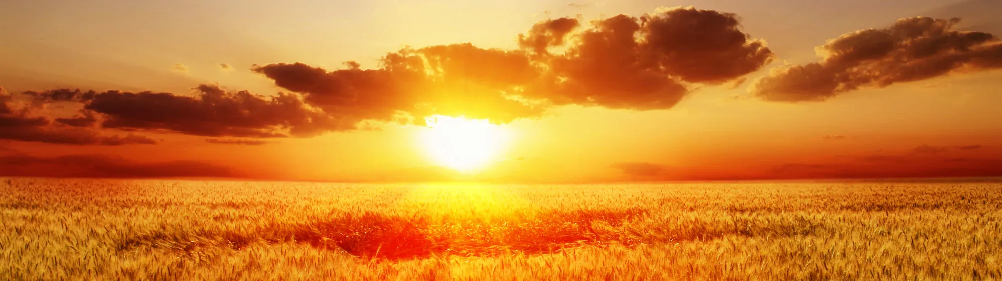 Saskatchewan farmland at harvest with wheat and open prairie sky